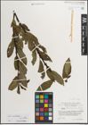 Foto von Salix mielichhoferi Saut. x Salix myrsinifolia Salisb.